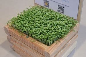 Dieser Miniatur-Dachgarten kann auf der Messe gebaut werden. Erde und Kresse gibt’s für Zuhause. Eine durchdachte Technik zeigt an, wann die Pflanzen Wasser brauchen.