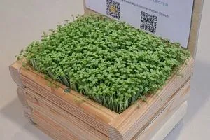 Dieser Miniatur-Dachgarten kann auf der Messe gebaut werden. Erde und Kresse gibt’s für Zuhause. Eine durchdachte Technik zeigt an, wann die Pflanzen Wasser brauchen.